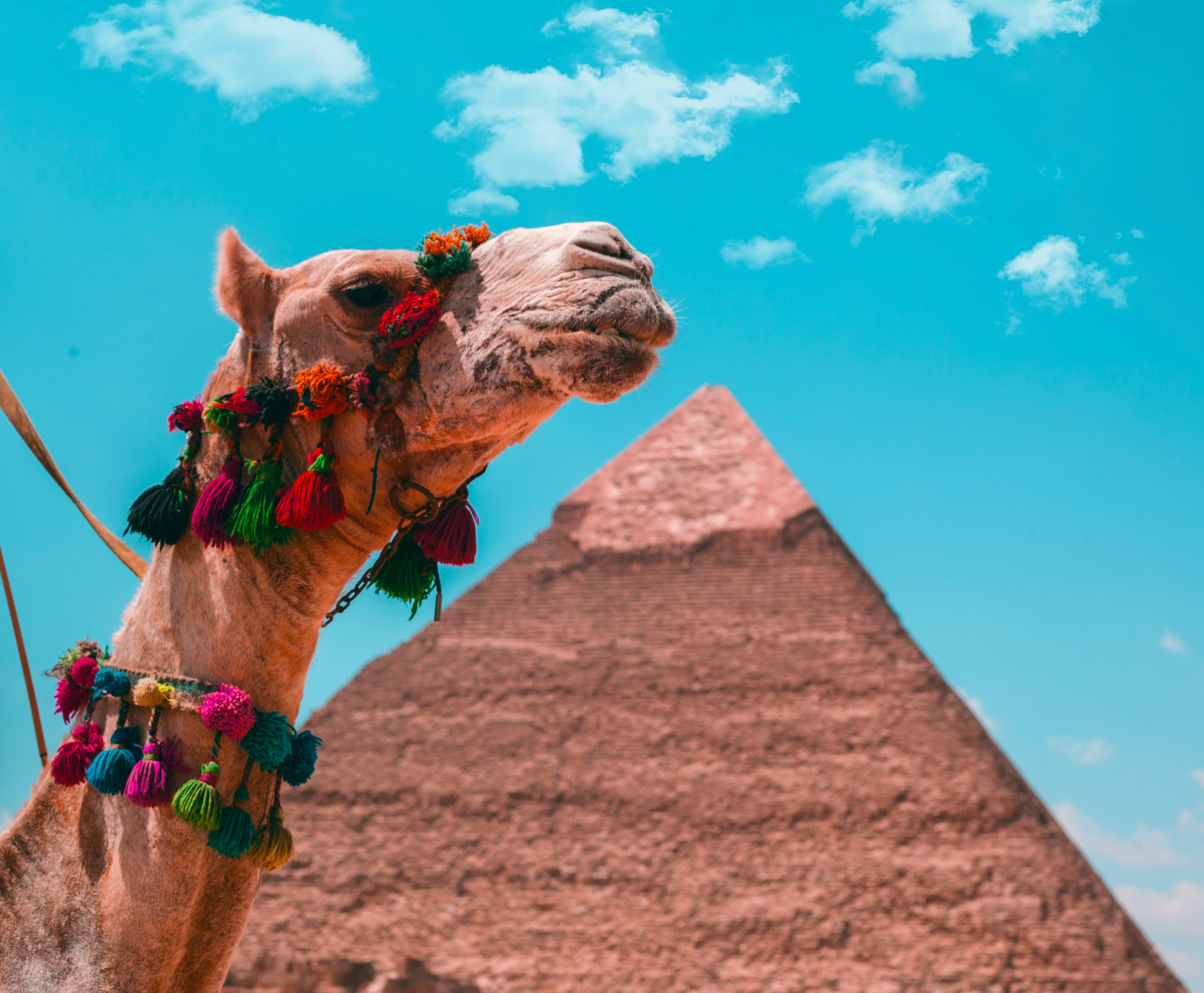 camello en primer plano frente a la pirámide de Giza en El Cairo, Egipto